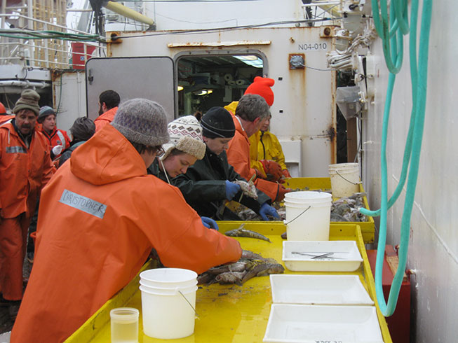 Sorting the catch